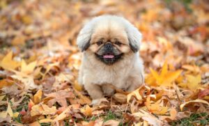 時短ダイエットに効果的なサプリは男性におすすめですか？