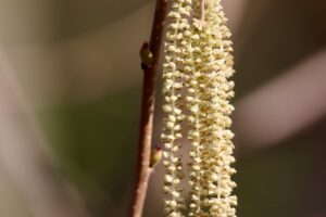 30代男性が知っておくべきカテキンの上手な摂り方は？