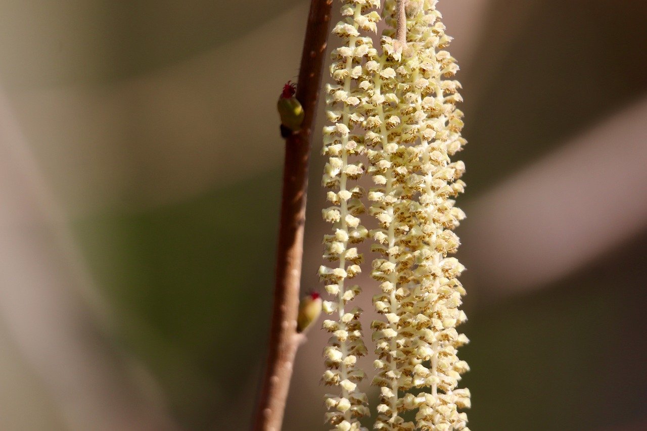 30代男性が知っておくべきカテキンの上手な摂り方は？